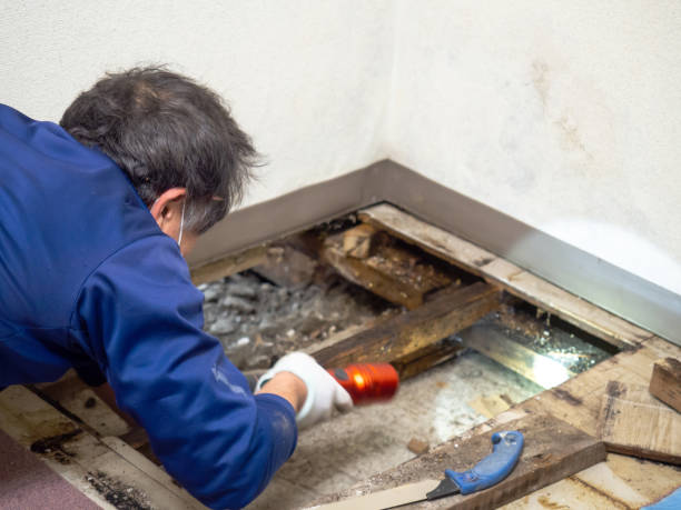 Mold Removal Process in Tylertown, MS