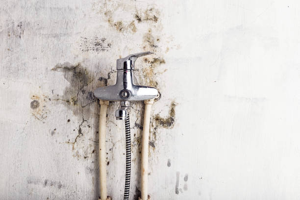 Best Mold Remediation  in Tylertown, MS