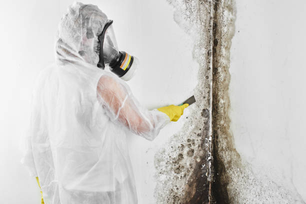 Best Mold Testing  in Tylertown, MS
