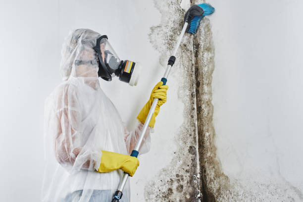 Best Black Mold Removal  in Tylertown, MS