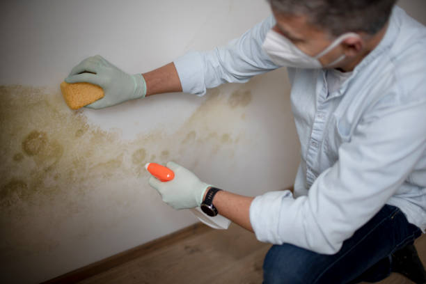 Best Mold Cleaning Services  in Tylertown, MS