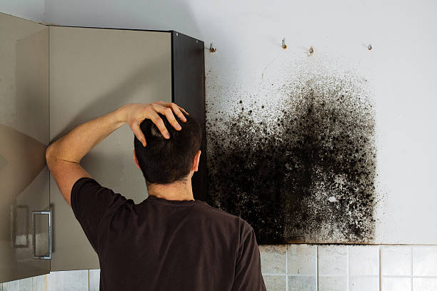 Best Local Mold Removal Service  in Tylertown, MS