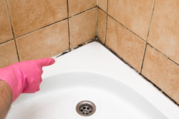 Best Attic Mold Removal  in Tylertown, MS